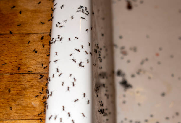 Best Flea Control Services  in Frankfort, MI