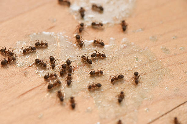 Professional Pest Control in Frankfort, MI